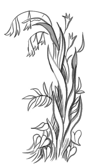 Cây hoa loa kèn.jpg